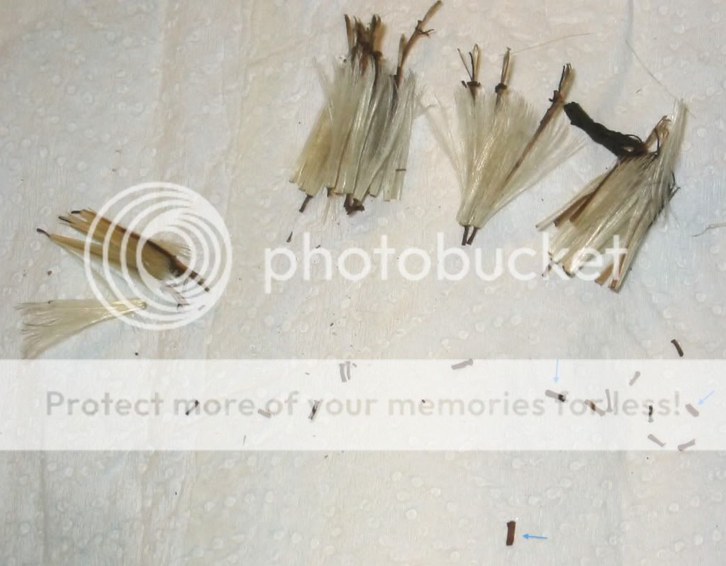 Mutisia oligodon seeds